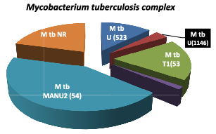 First Approach To Molecular Epidemiology Of Bovine Tuberculosis In Colombia